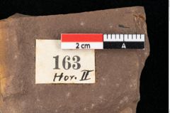Foto (Detailansicht) von Glyptostrobus europaeus Brongniart (NHMW-GEO-2024-0188-0163)